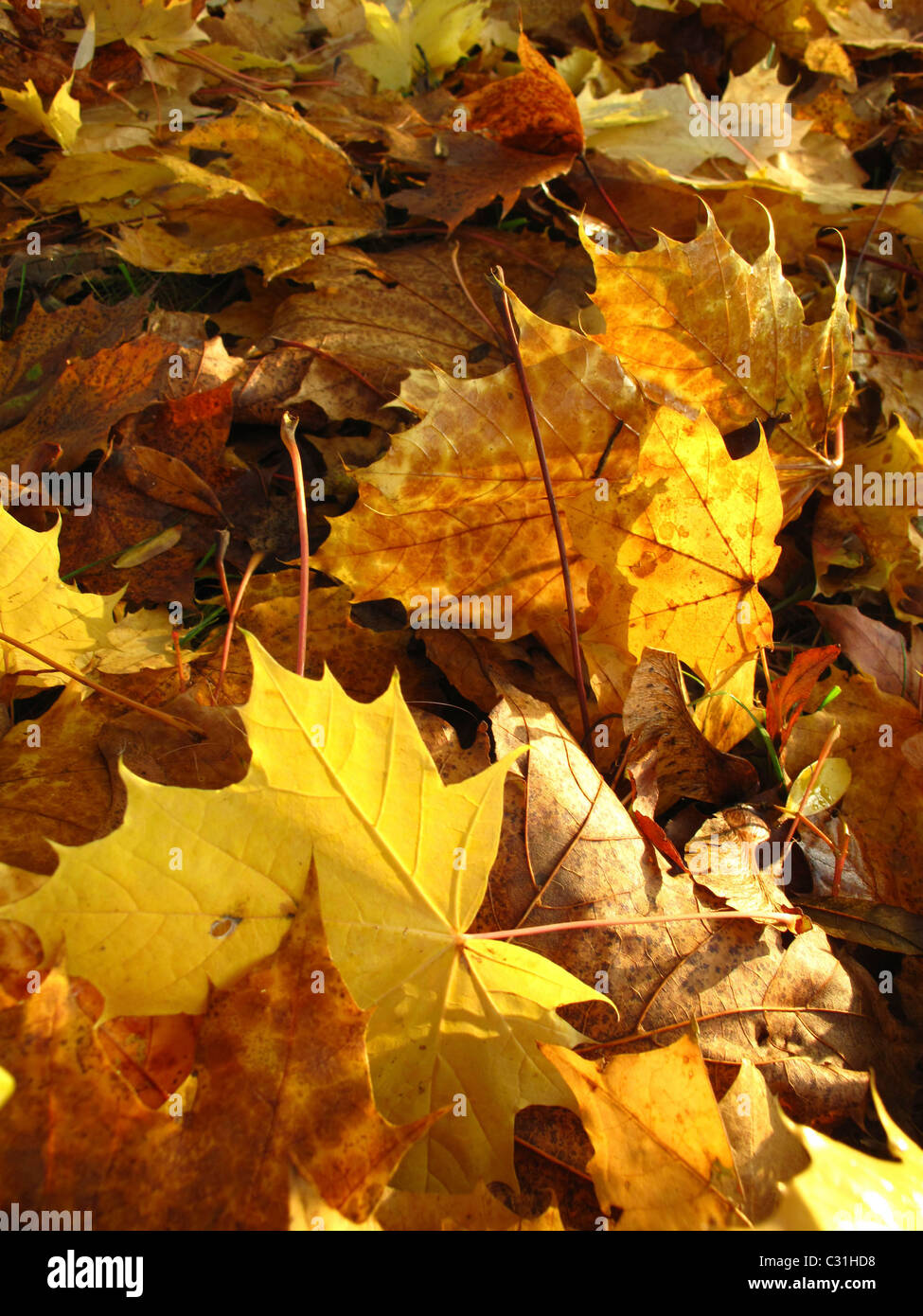 Gilded maple hi-res stock photography and images - Alamy