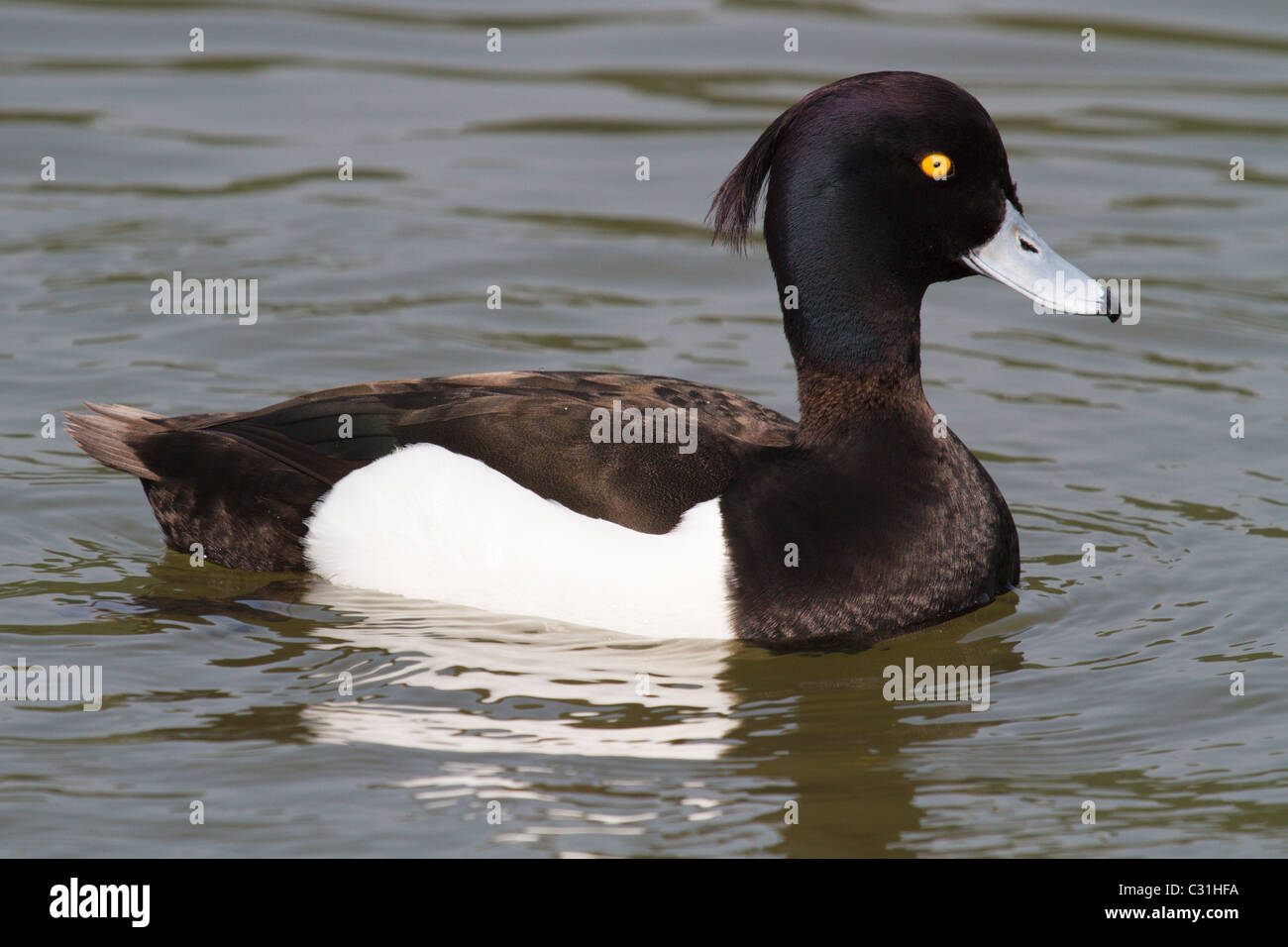 Tufted Duck in spring plumage Stock Photo