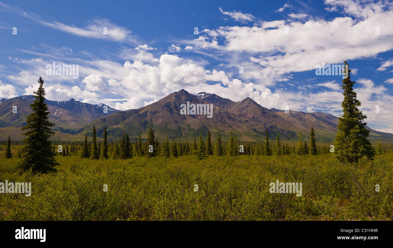 ALASKA, USA - Scenic wilderness landscape of trees and mountains. Stock Photo