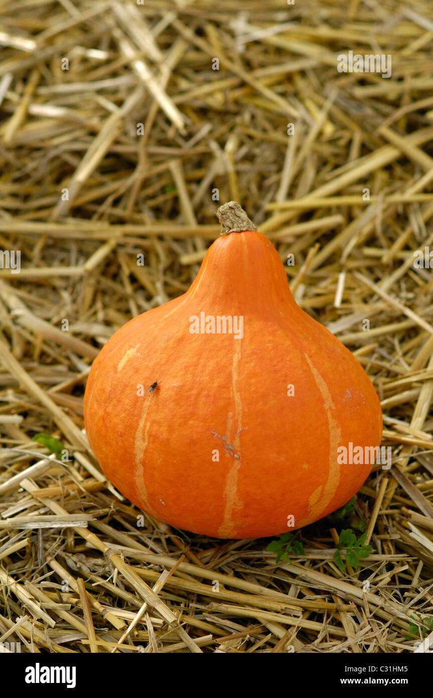 WINTER SQUASH, AUTUMN VEGETABLE, QUEBEC, CANADA Stock Photo Alamy