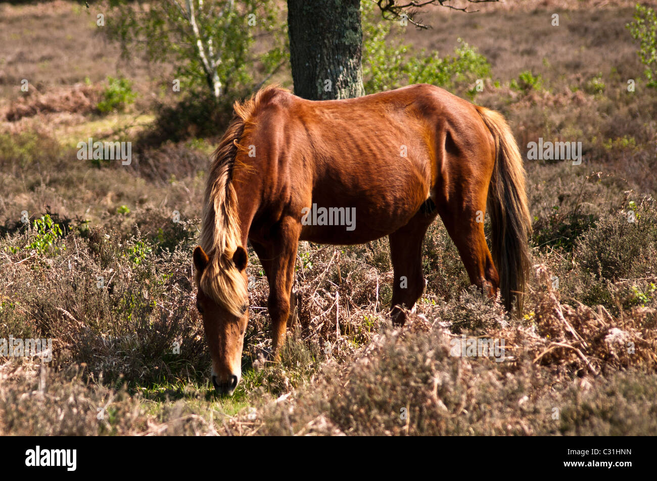 Chestnut New Forest Pony grazing Stock Photo