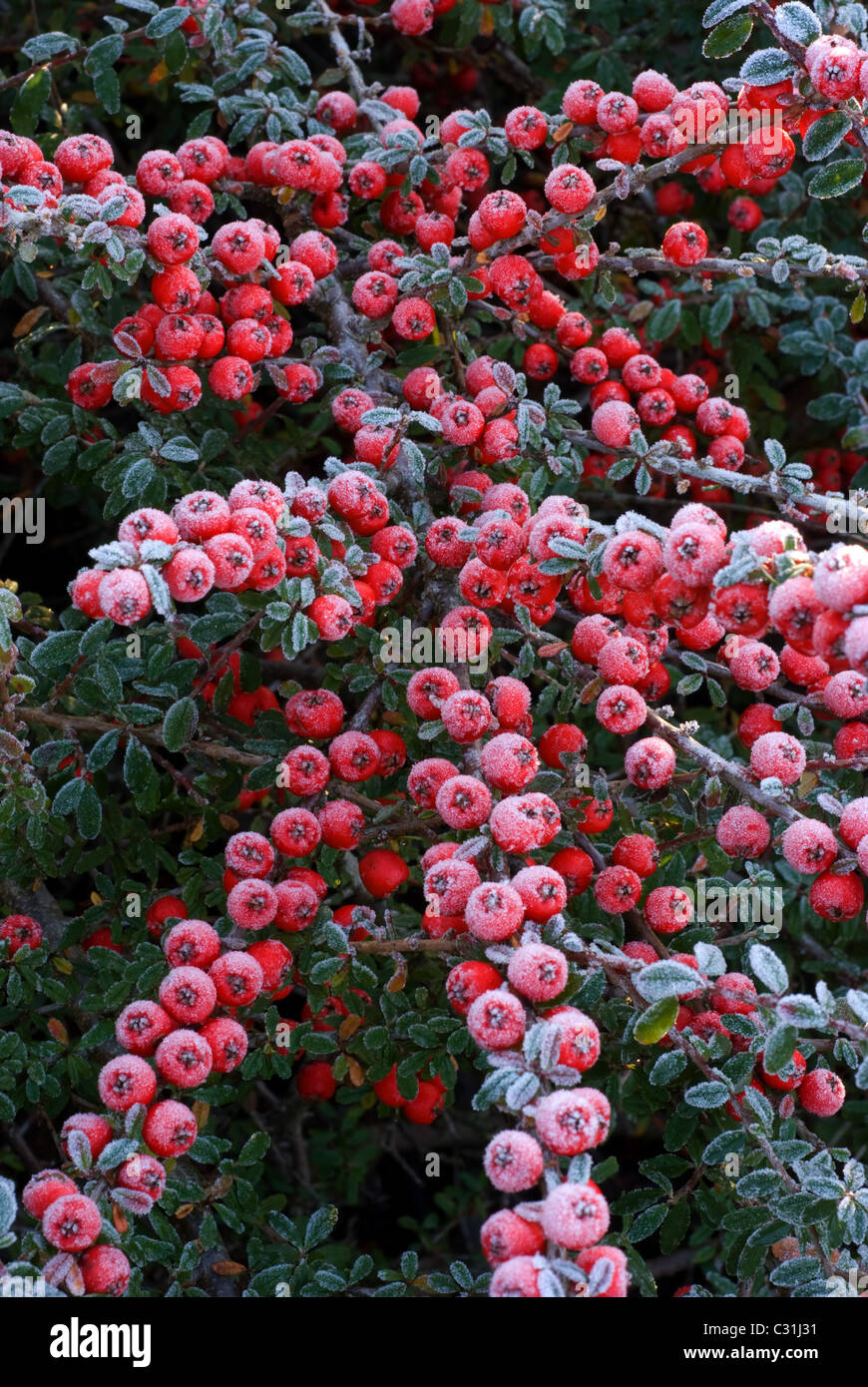 Cotoneaster berries frosted in winter Stock Photo