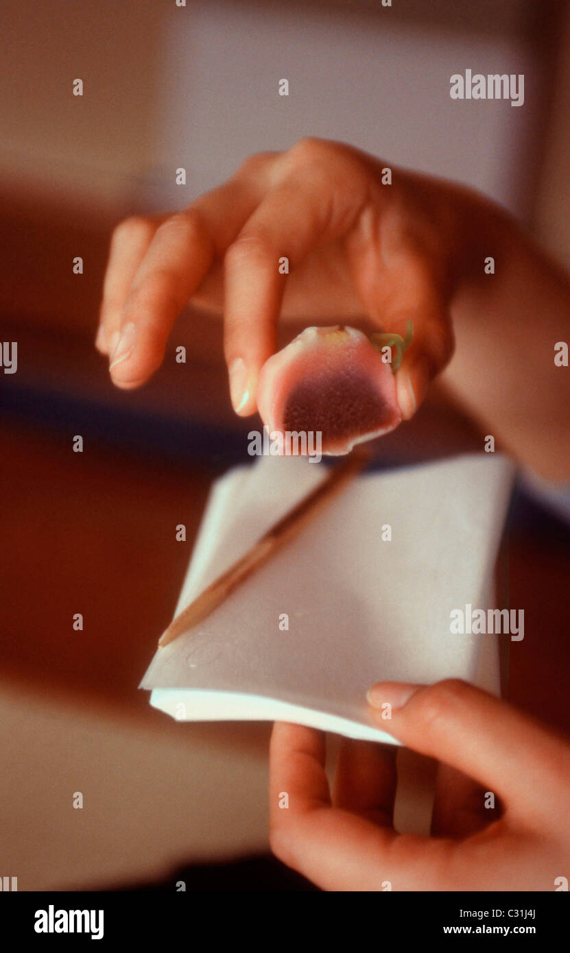 Namagashi hi-res stock photography and images - Alamy