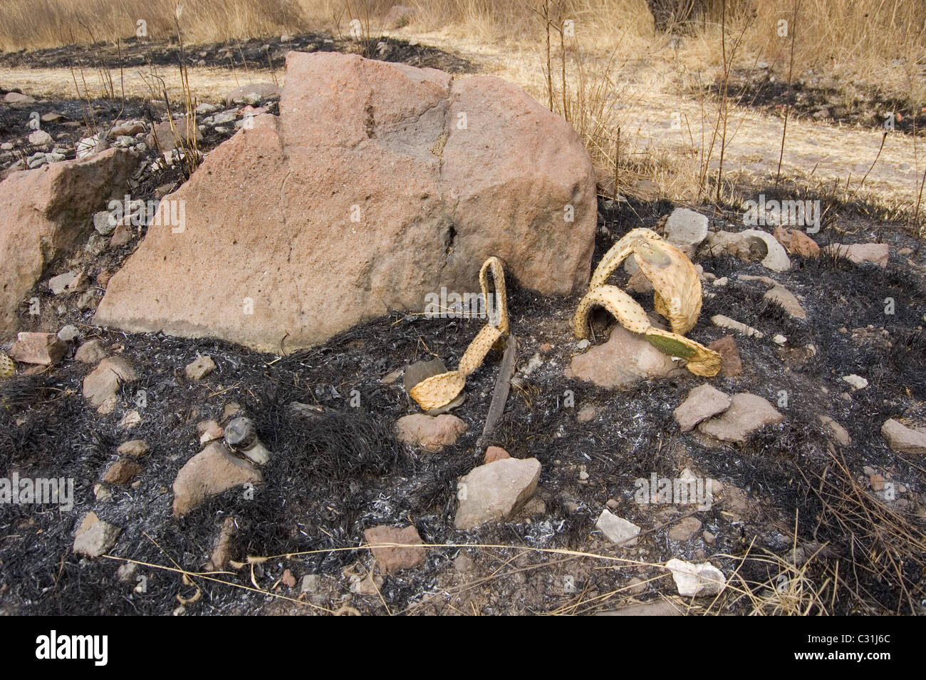 Burned prickly pear cactus. Caused by a fire. Stock Photo
