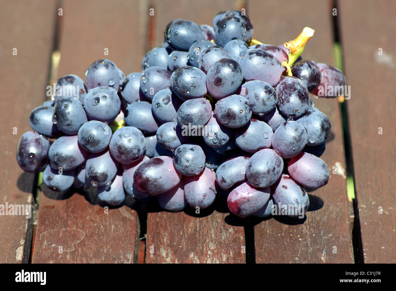 Table Grape Bunch Ripe A BUNCH OF GRAPES ON THE TABLE Stock Photo - Alamy