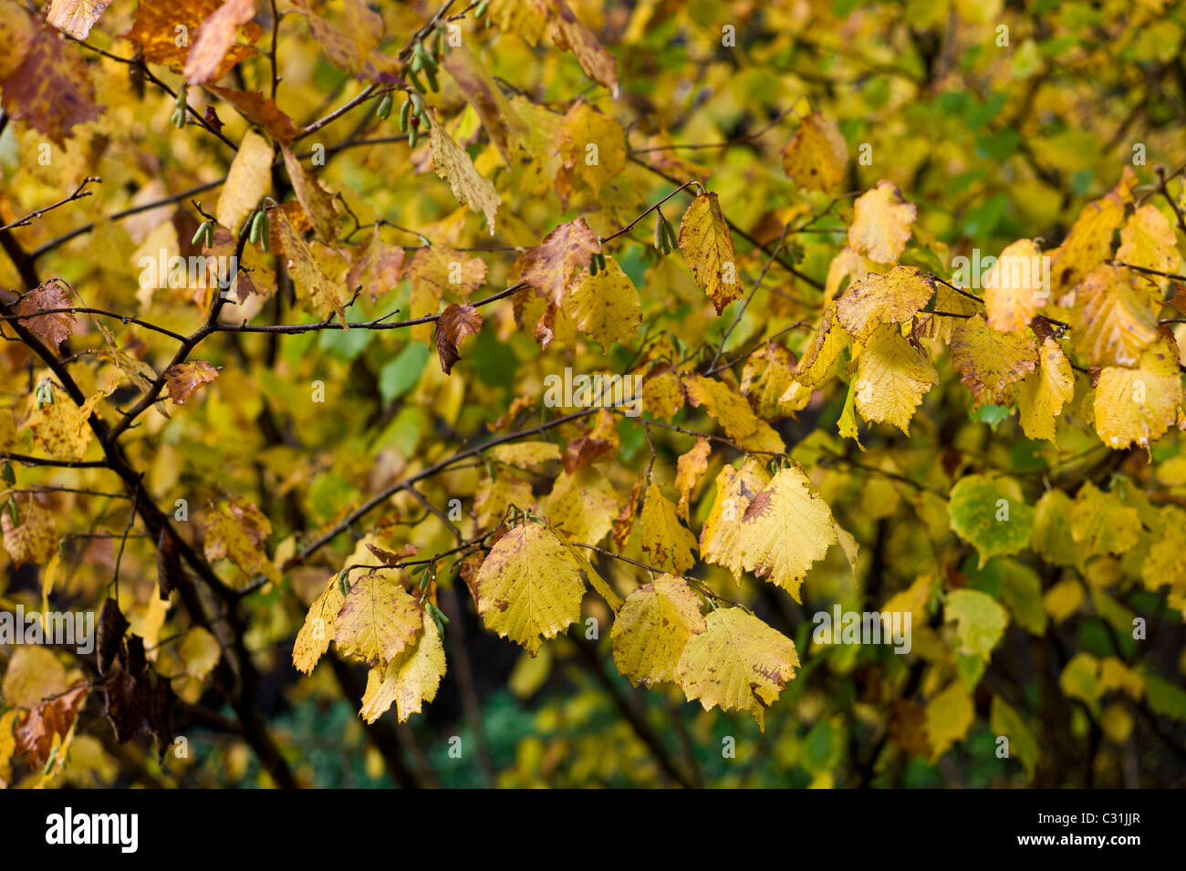 Hazel hedge with catkins during Autumn in The Cotswolds, UK Stock Photo