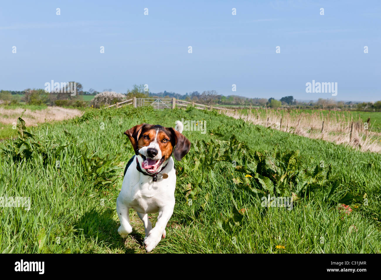 Basset Beagle Cross running  in the Somerset Levels in spring near Highbridge on the River Parrett trail Stock Photo