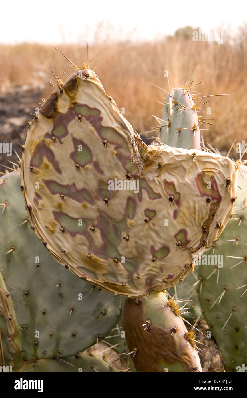 Burned and cut prickly pear cactus pad (Opuntia sp) Stock Photo