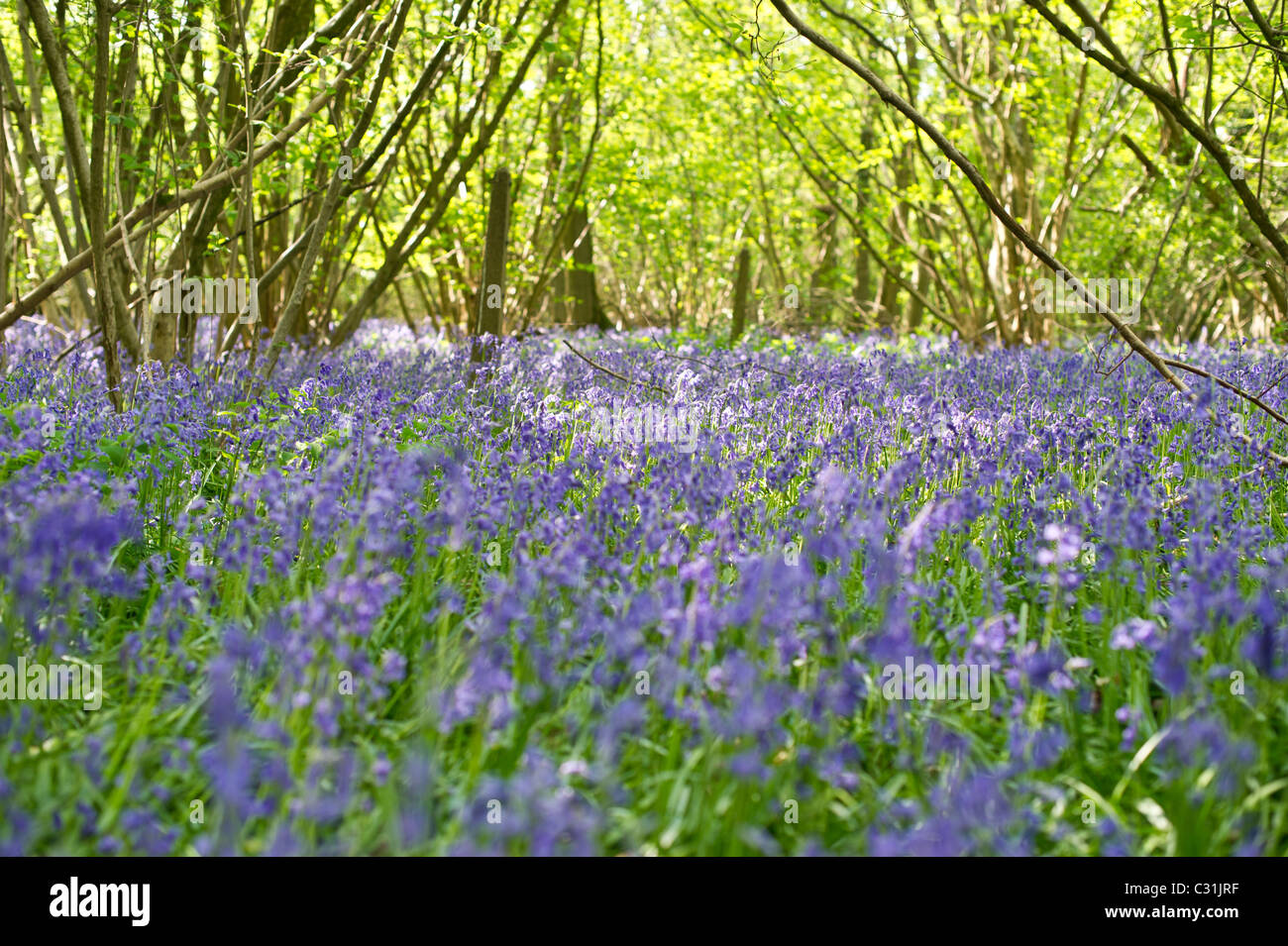 English Bluebell Carpet in Micheldever woods in Hampshire near Winchester and Basingstoke Stock