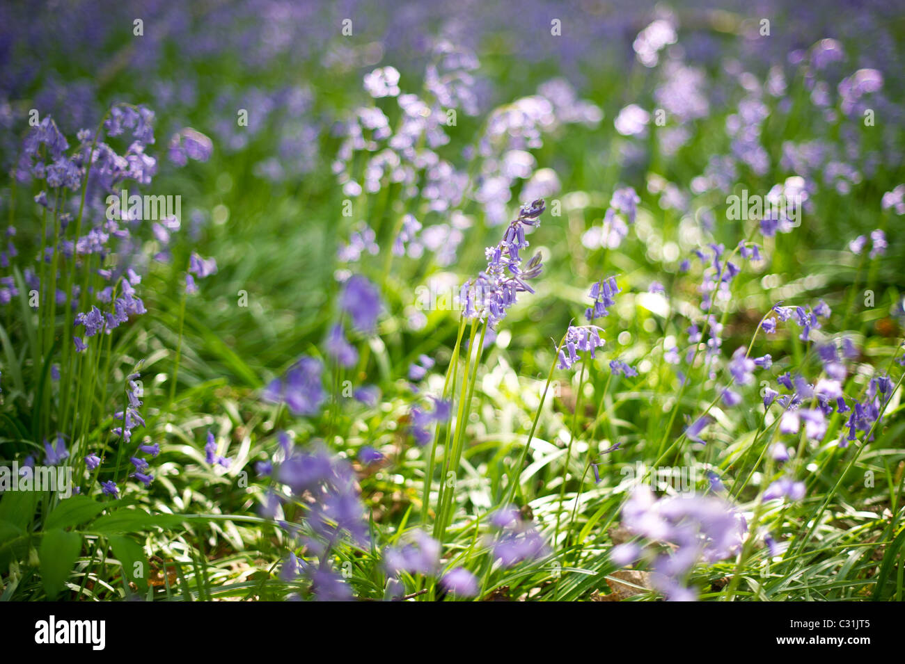 English Bluebell Carpet in Micheldever woods in Hampshire near Winchester and Basingstoke Stock
