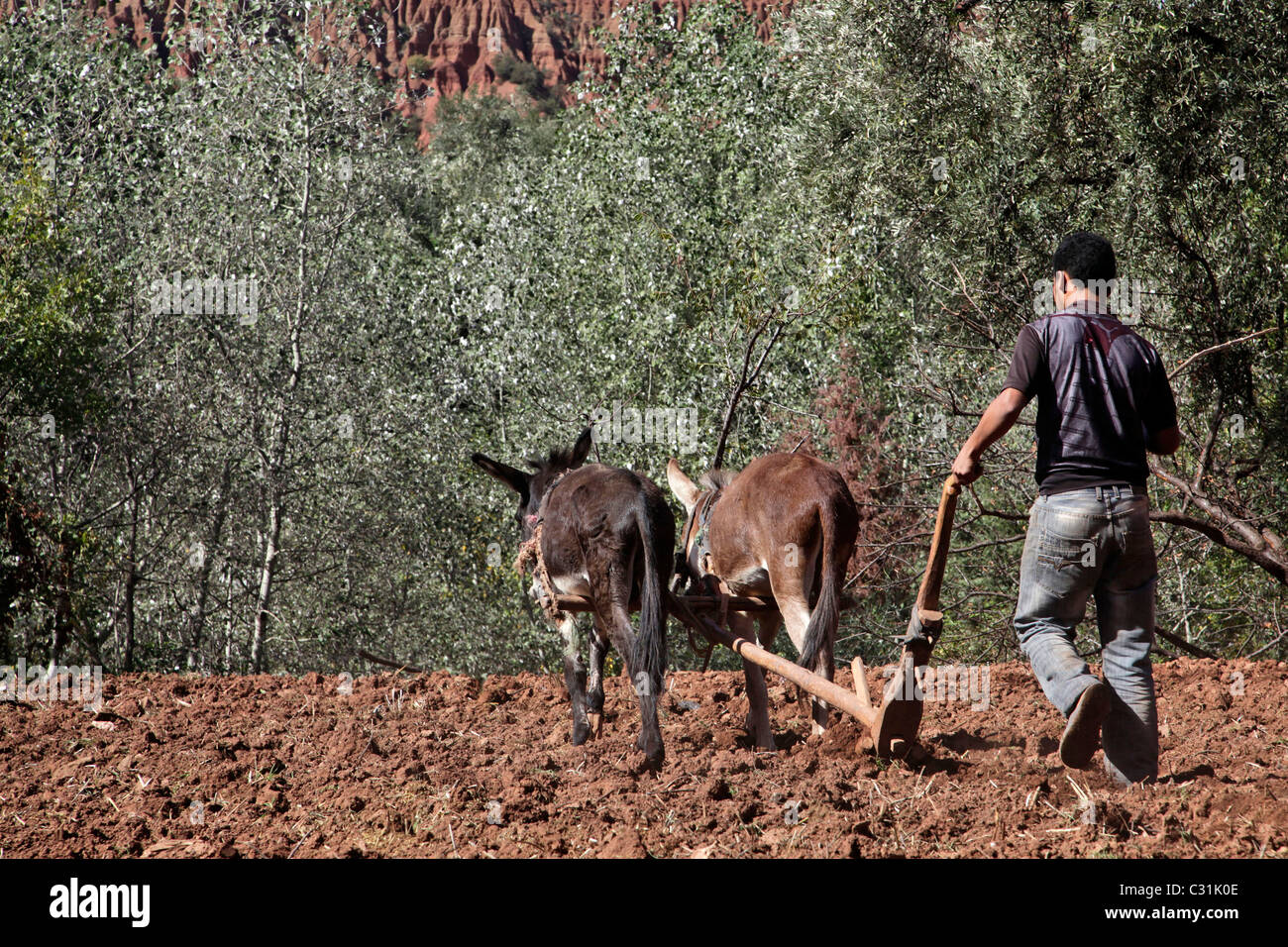 WORKING THE FIELDS. TILLING THE SOIL WITH A PLOW AND DONKEYS, VILLAGE OF OUTGHAL, AL HAOUZ, MOROCCO Stock Photo