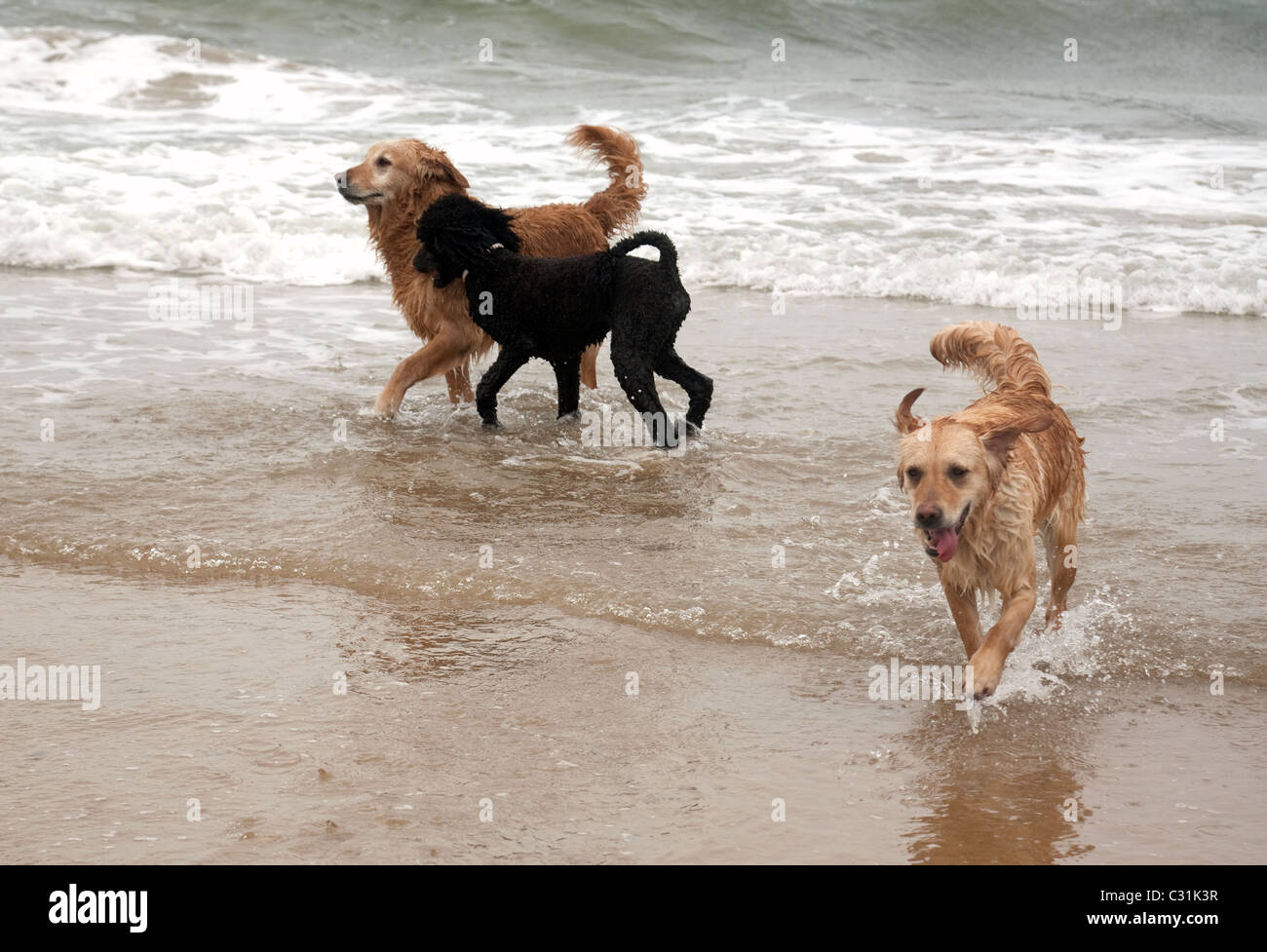 dogs-playing-at-the-waters-edge-holkham-beach-north-norfolk-coast-uk