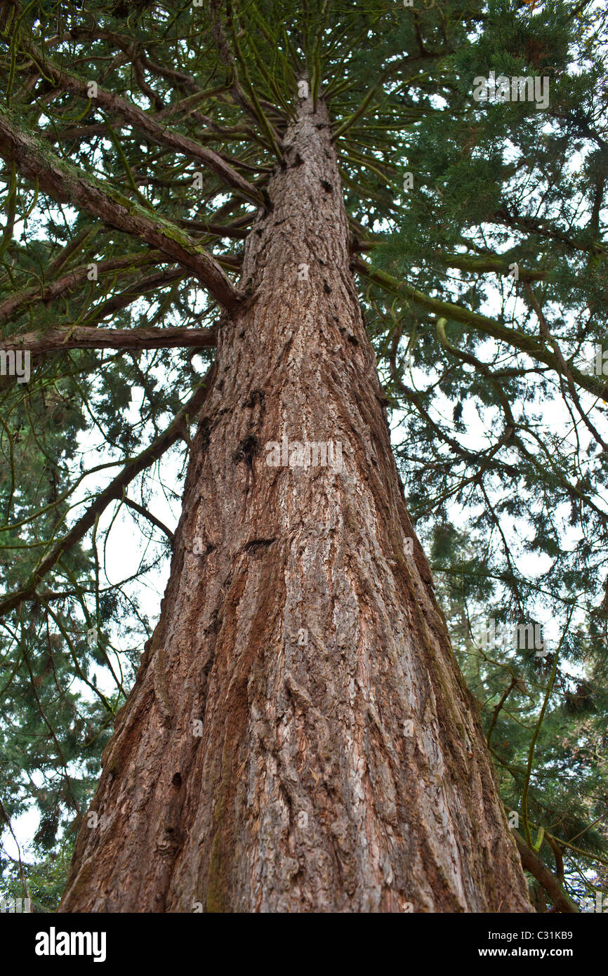 Redwood trees, sequoiadendron giganteum (Redwoods) at Batsford Arboretum, The Cotswolds, Gloucestershire Stock Photo