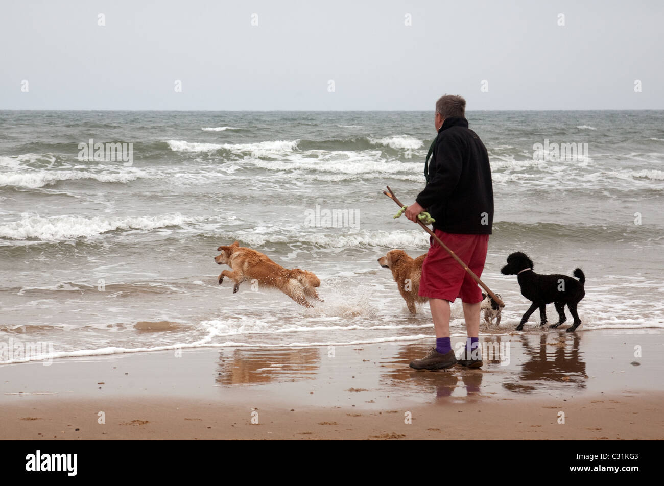 A man walking his dogs by the waters edge, Holkham beach, North Norfolk coast, UK Stock Photo