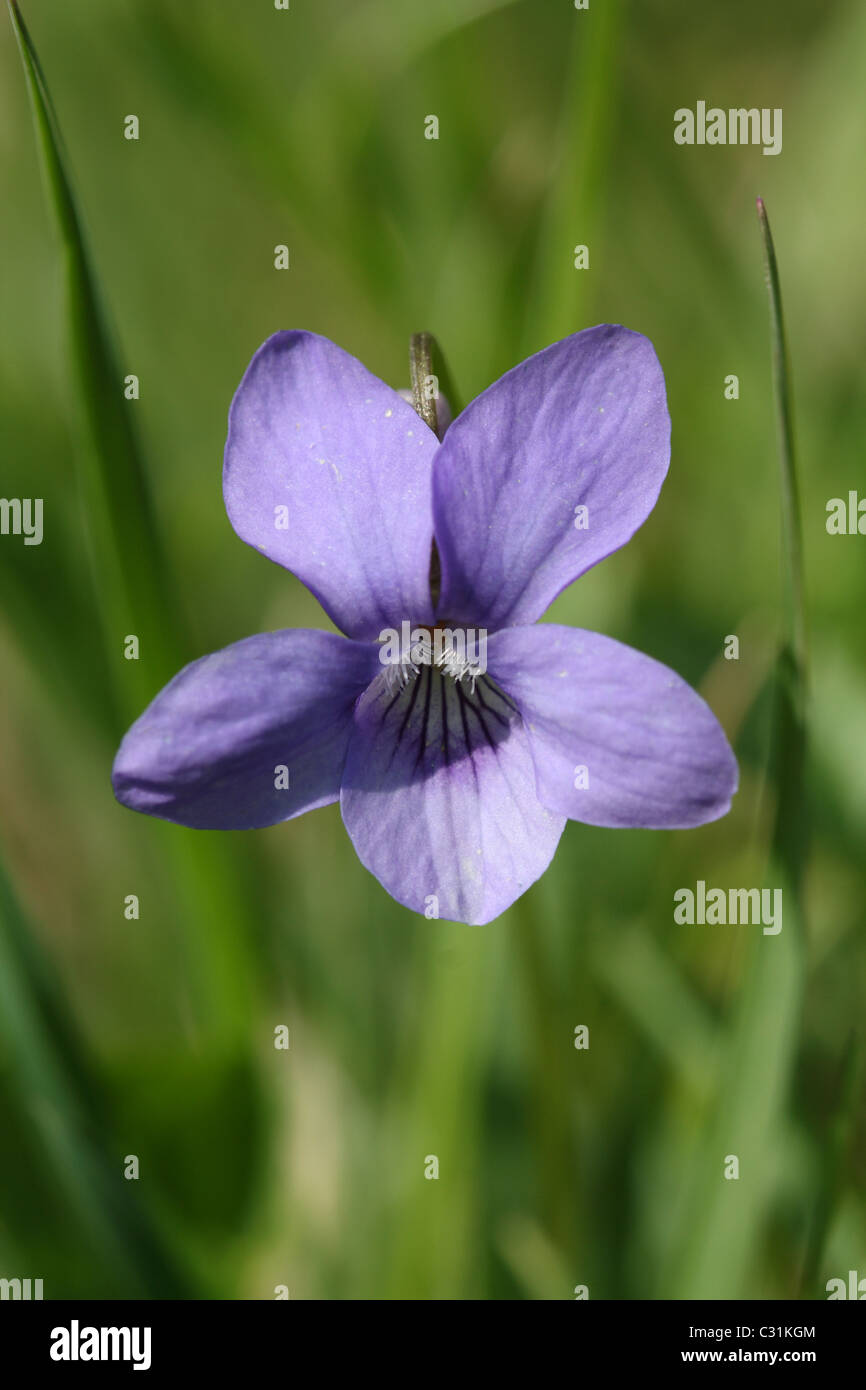 Purple Coloured Dog Violet (Viola) Flower growing in Ashtead Park