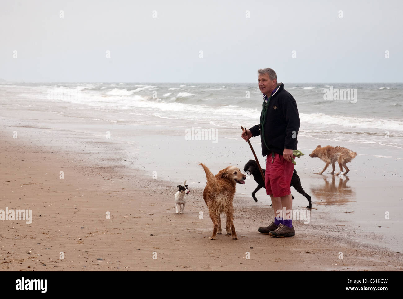 A man walking his dogs by the waters edge, Holkham beach, North Norfolk coast, UK Stock Photo