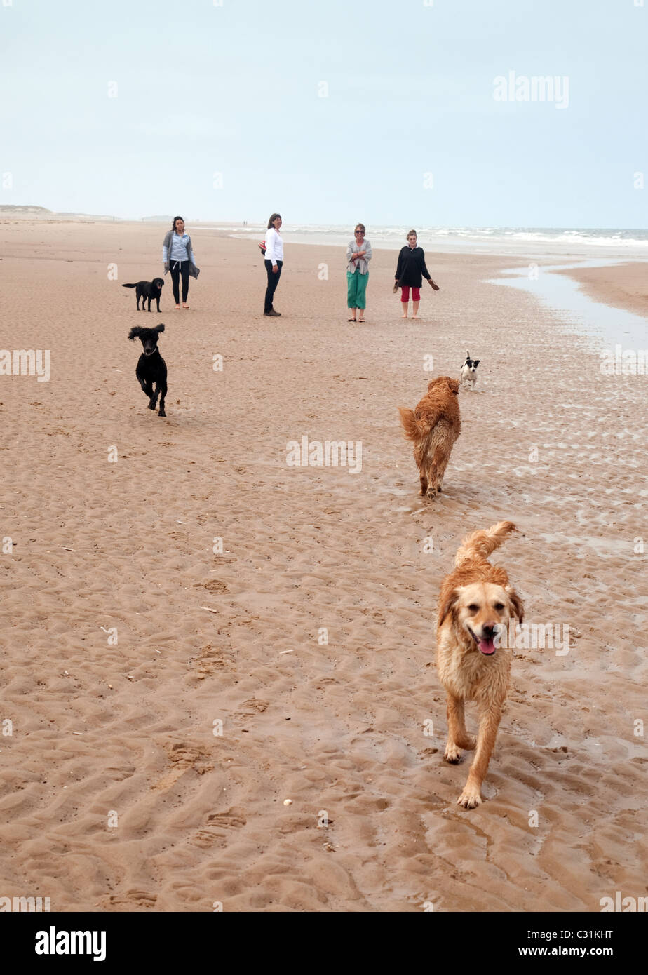 A family walking their dogs dog on Holkham beach, the North Norfolk coast, UK Stock Photo