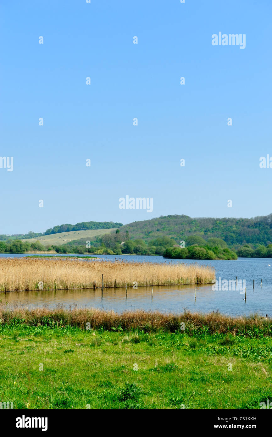 reed beds nature reserve attenborough nottingham england uk Stock Photo