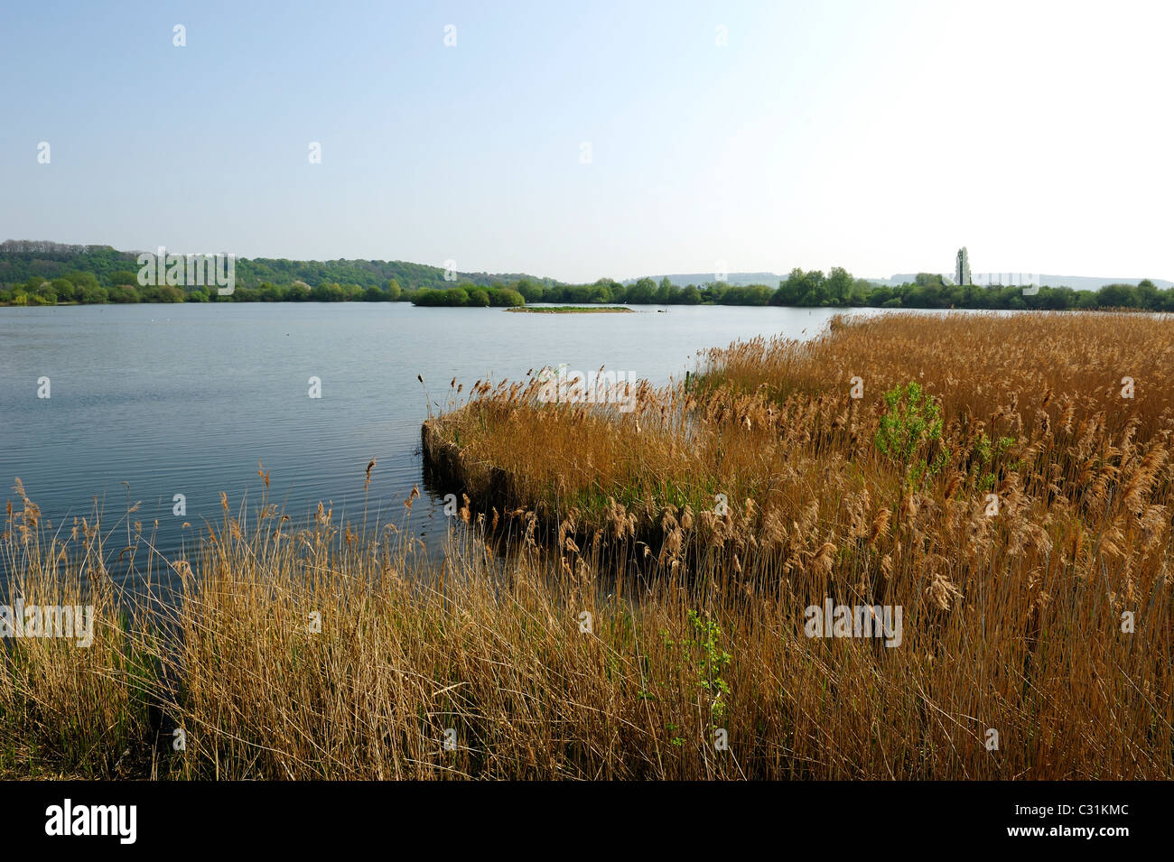 reedbeds in nature reserve attenborough england uk Stock Photo Alamy