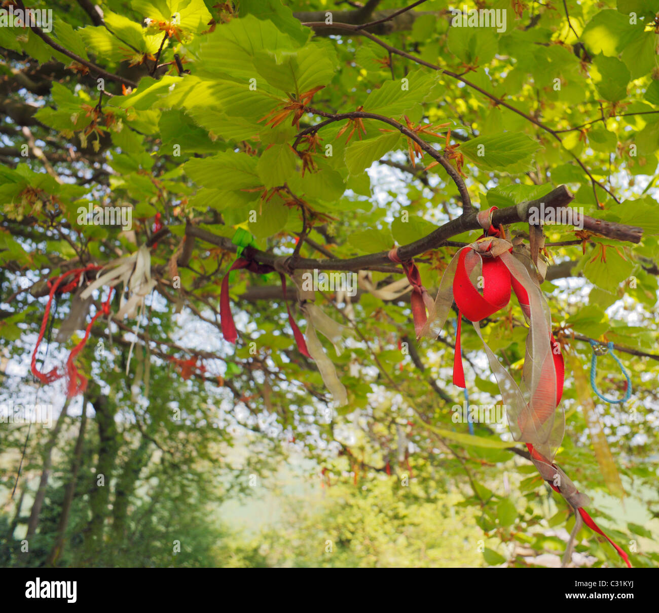 Wish Ribbons tied to a tree in an ancient burial site, at Coldrum Stones. Stock Photo