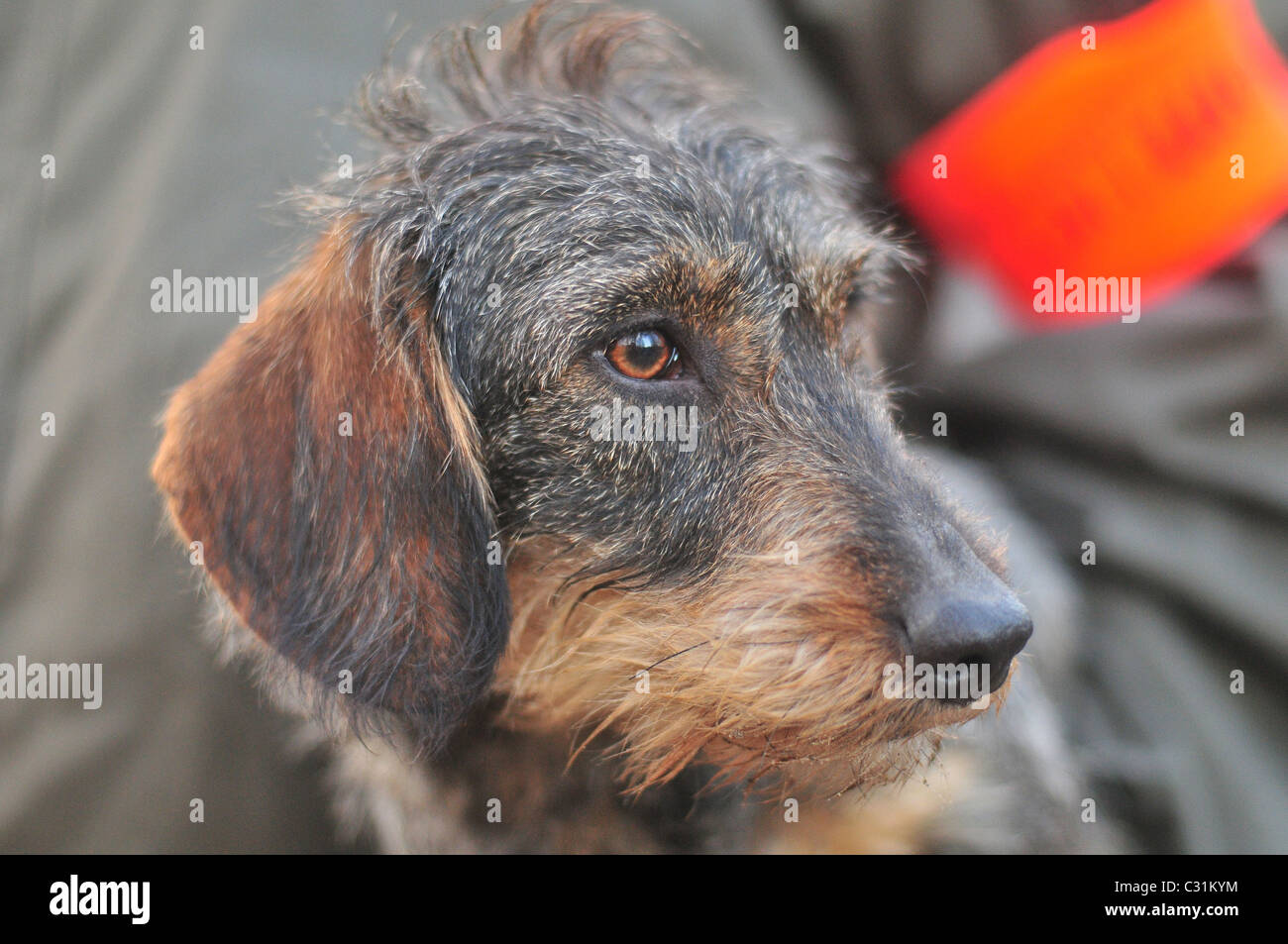 GUN DOG (DACHSHUND) IN HIS MASTER’S ARMS Stock Photo Alamy