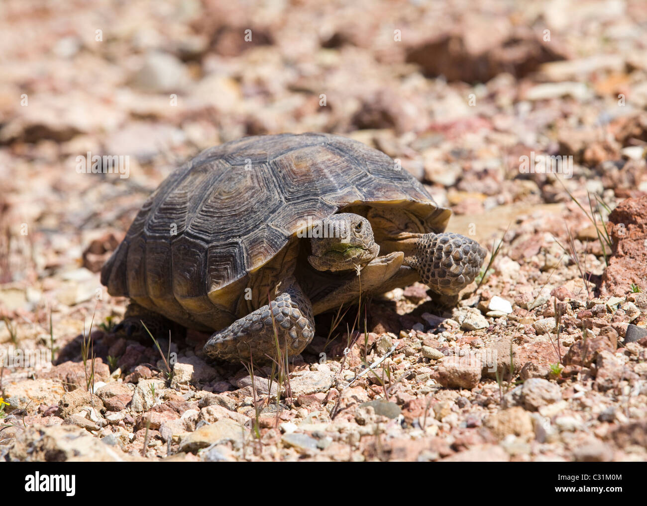 Mojave desert tortoise (Gopherus agassizii) in its natural habitat - Mojave, California USA Stock Photo