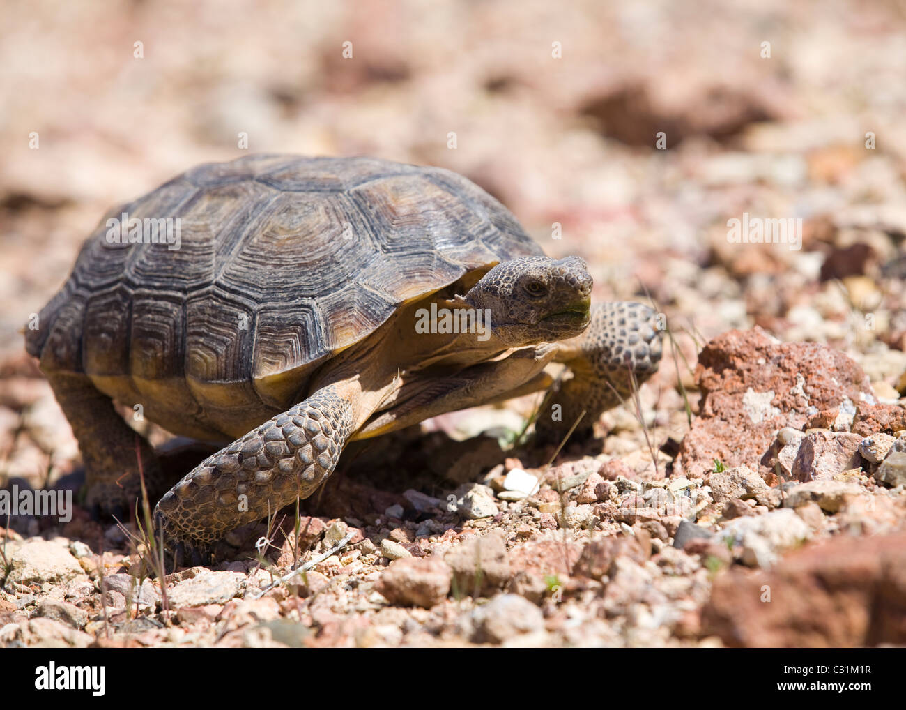 Mojave desert tortoise (Gopherus agassizii) in its natural habitat - Mojave, California USA Stock Photo