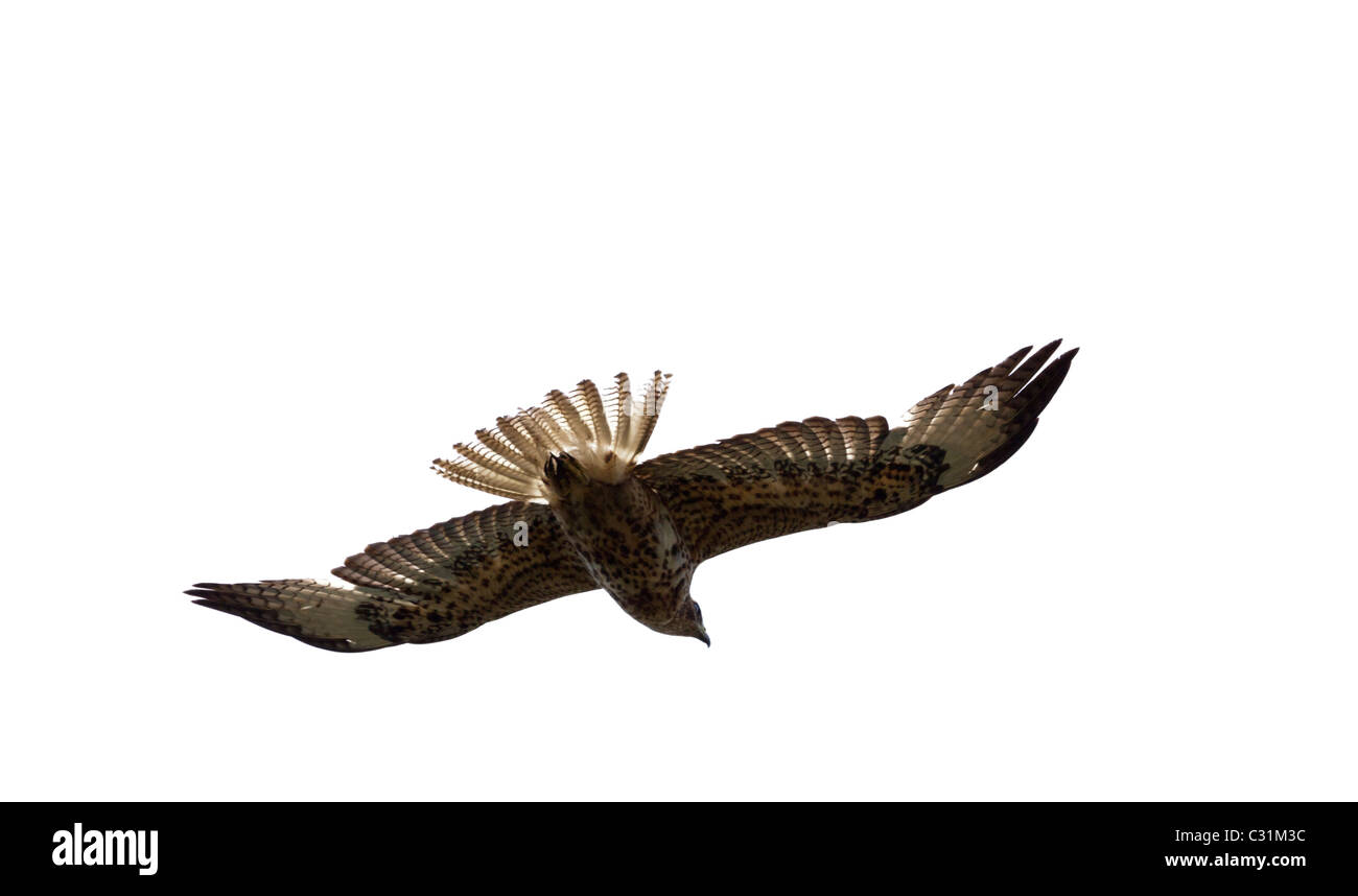 The Galápagos Hawk (Buteo galapagoensis) flying, Isabela island, Galapagos Islands Ecuador Stock Photo