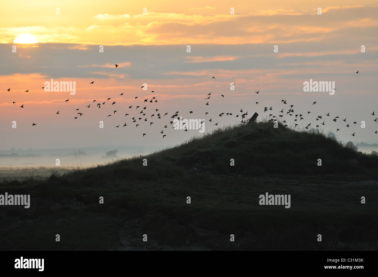 A FLIGHT OF THRUSHES IN THE BAY OF SOMME, SOMME (80), FRANCE Stock Photo