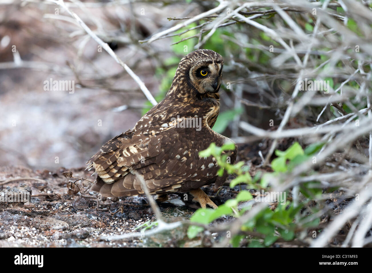 Short-eared owl hiding storm petrel prey, Genovesa Tower Island, Galapagos Islands, Ecuador, South America Stock Photo