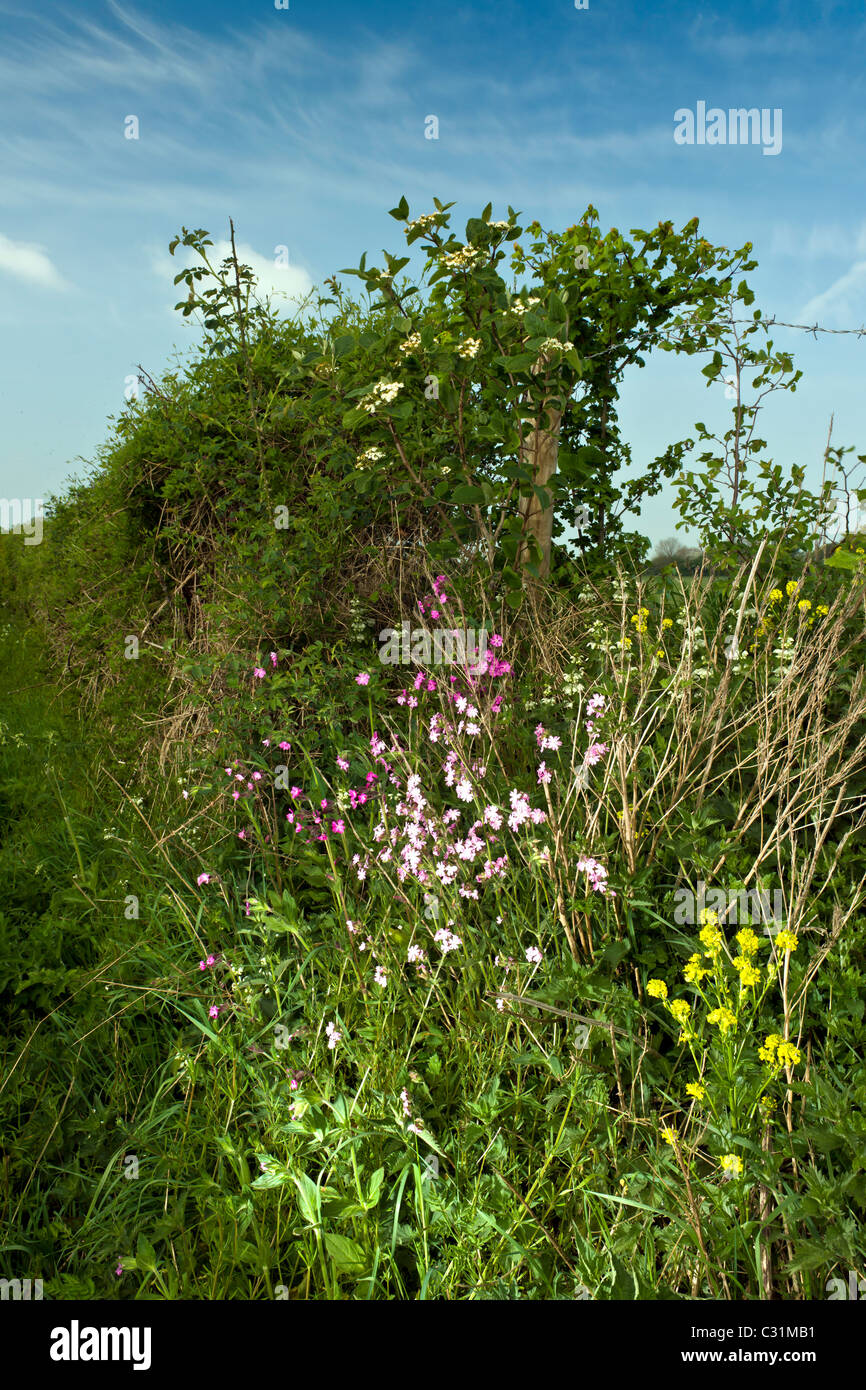 English hedgerow in springtime Stock Photo