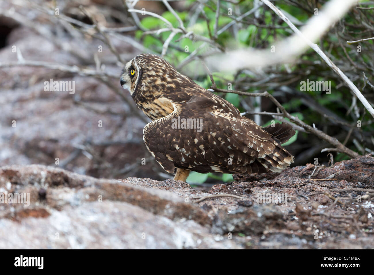 Short-eared owl, Genovesa Tower Island, Galapagos Islands, Ecuador, South America Stock Photo