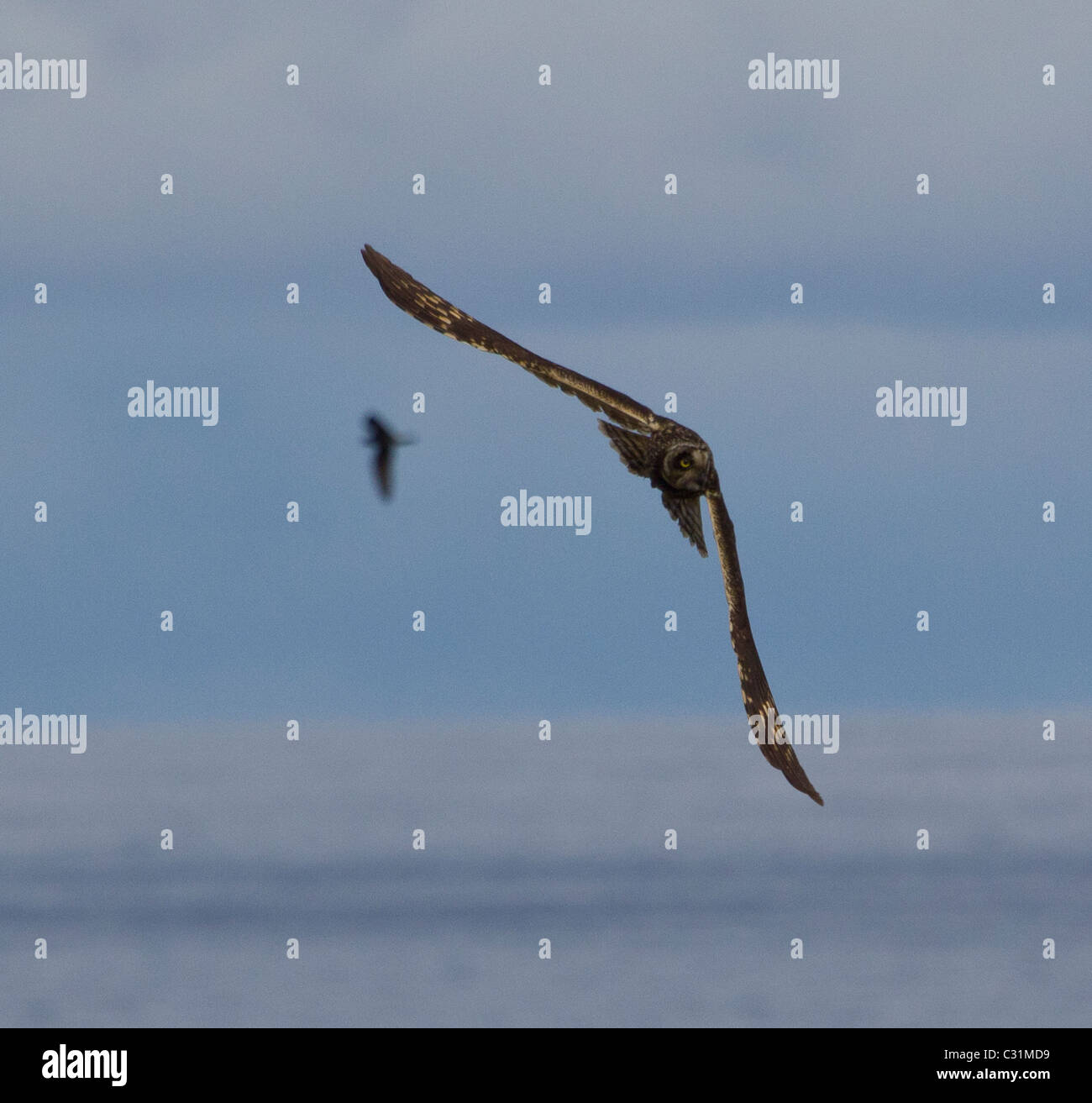 Short-eared owl flying, Genovesa Tower Island, Galapagos Islands, Ecuador, South America Stock Photo