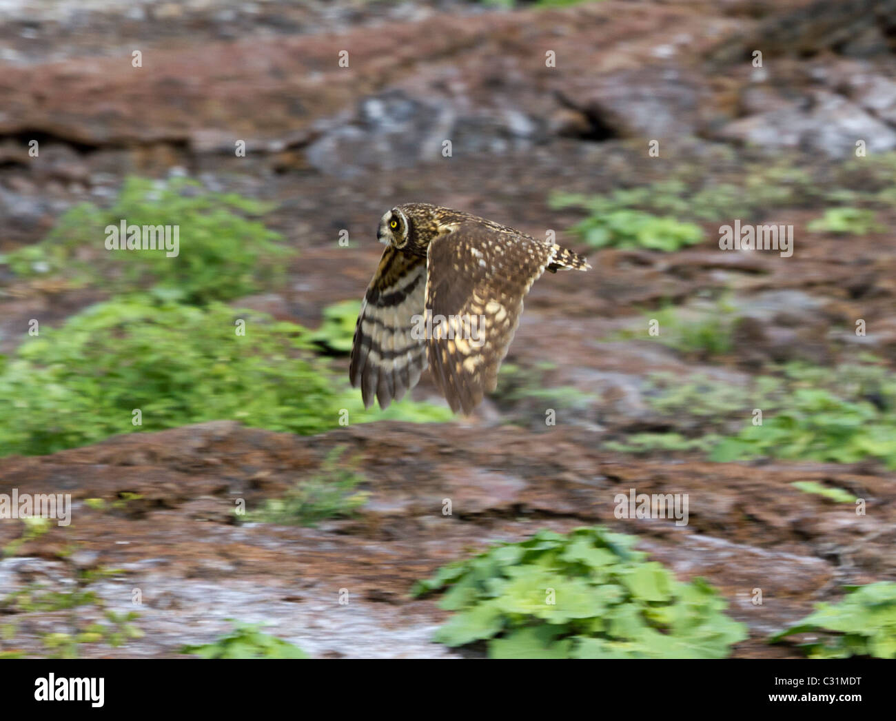 Short-eared owl flying, Genovesa Tower Island, Galapagos Islands, Ecuador, South America Stock Photo