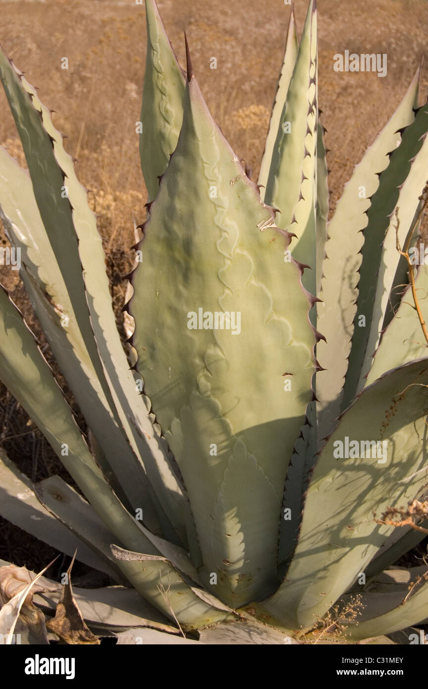 Detail of a wild agave plant in found in a hill in central Mexico Stock Photo