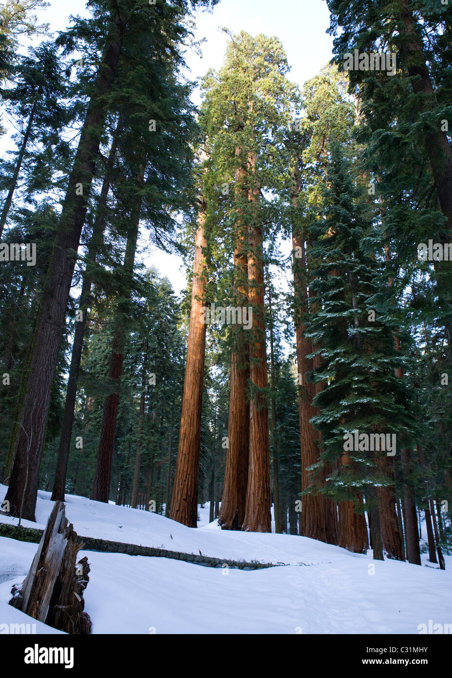 Giant Sequoia trees in winter Stock Photo