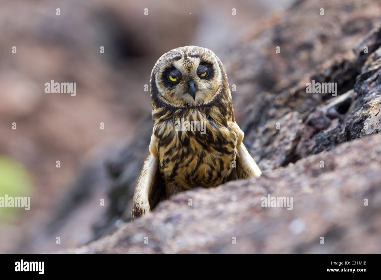 Short-eared owl, Genovesa Tower Island, Galapagos Islands, Ecuador, South America Stock Photo