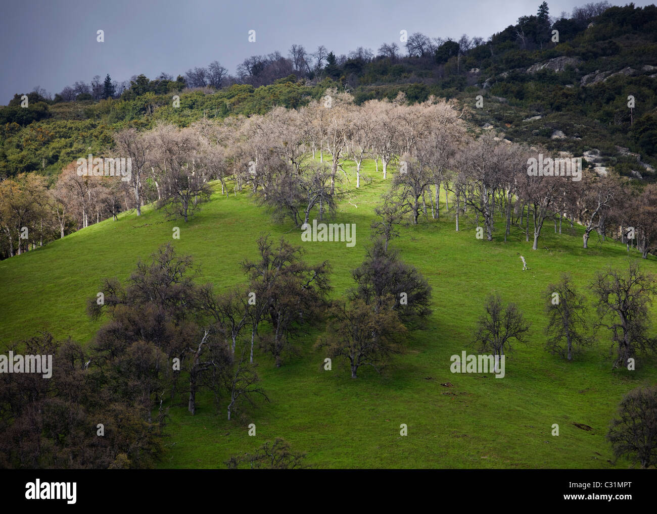 A patch of sunlight brightens a green hillside - Central California USA Stock Photo