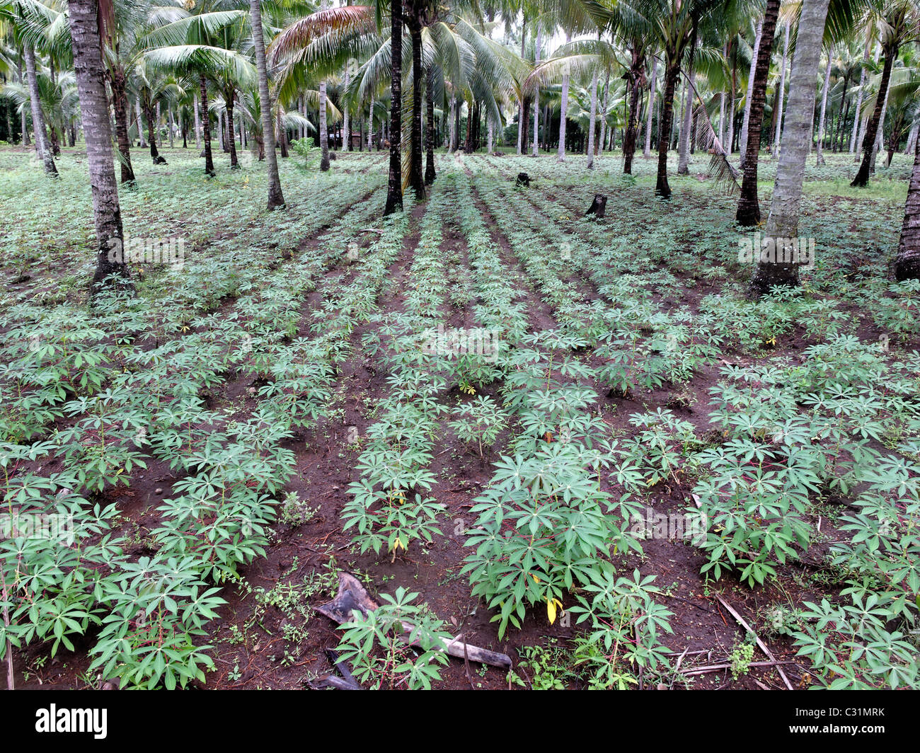 Cassava, also known manioc, crop, Lombok, Indonesia, March 2011 Stock Photo