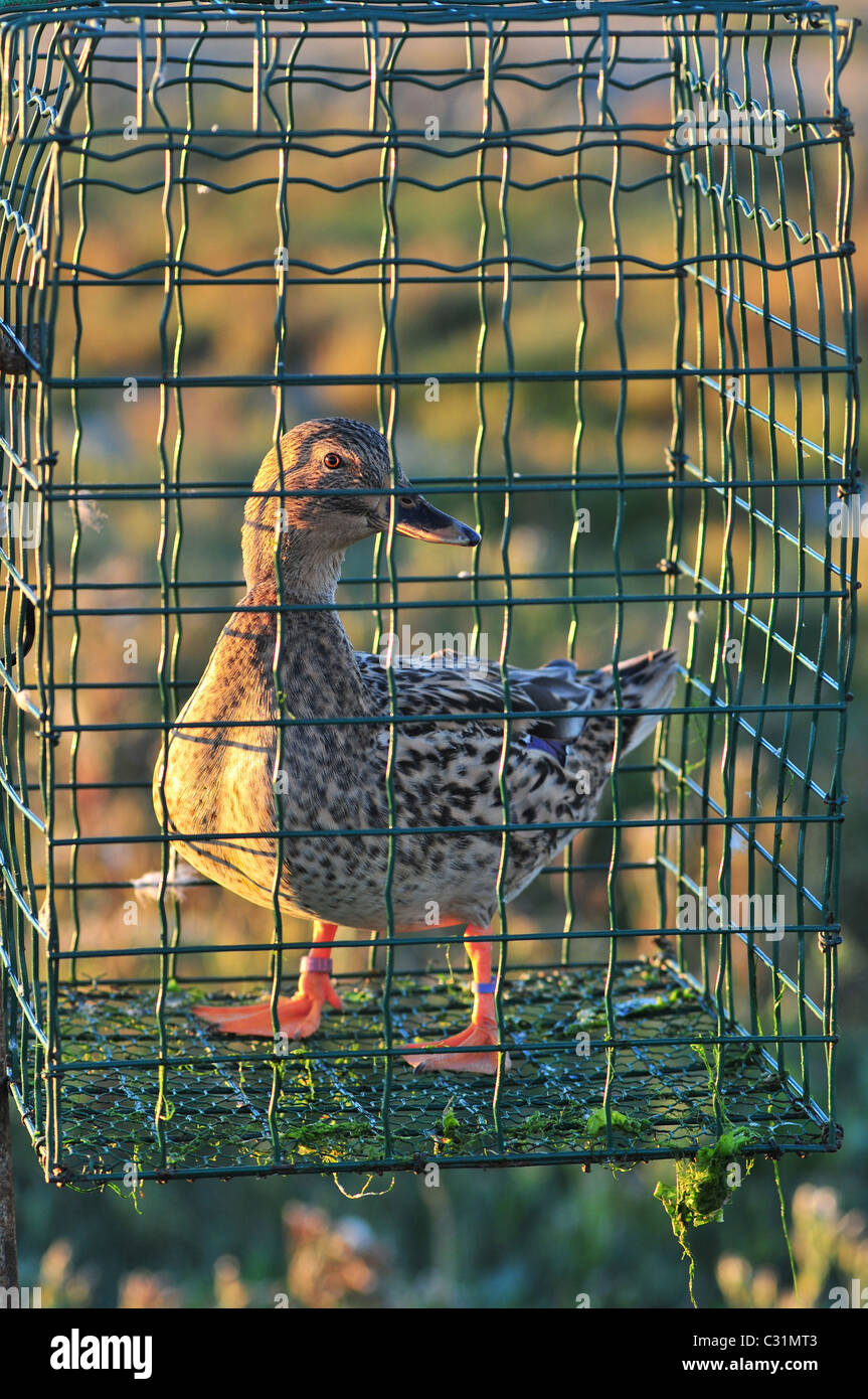 LIVE DECOY DUCK IN ITS CAGE NEAR A HUNTING POND IN THE BAY OF SOMME