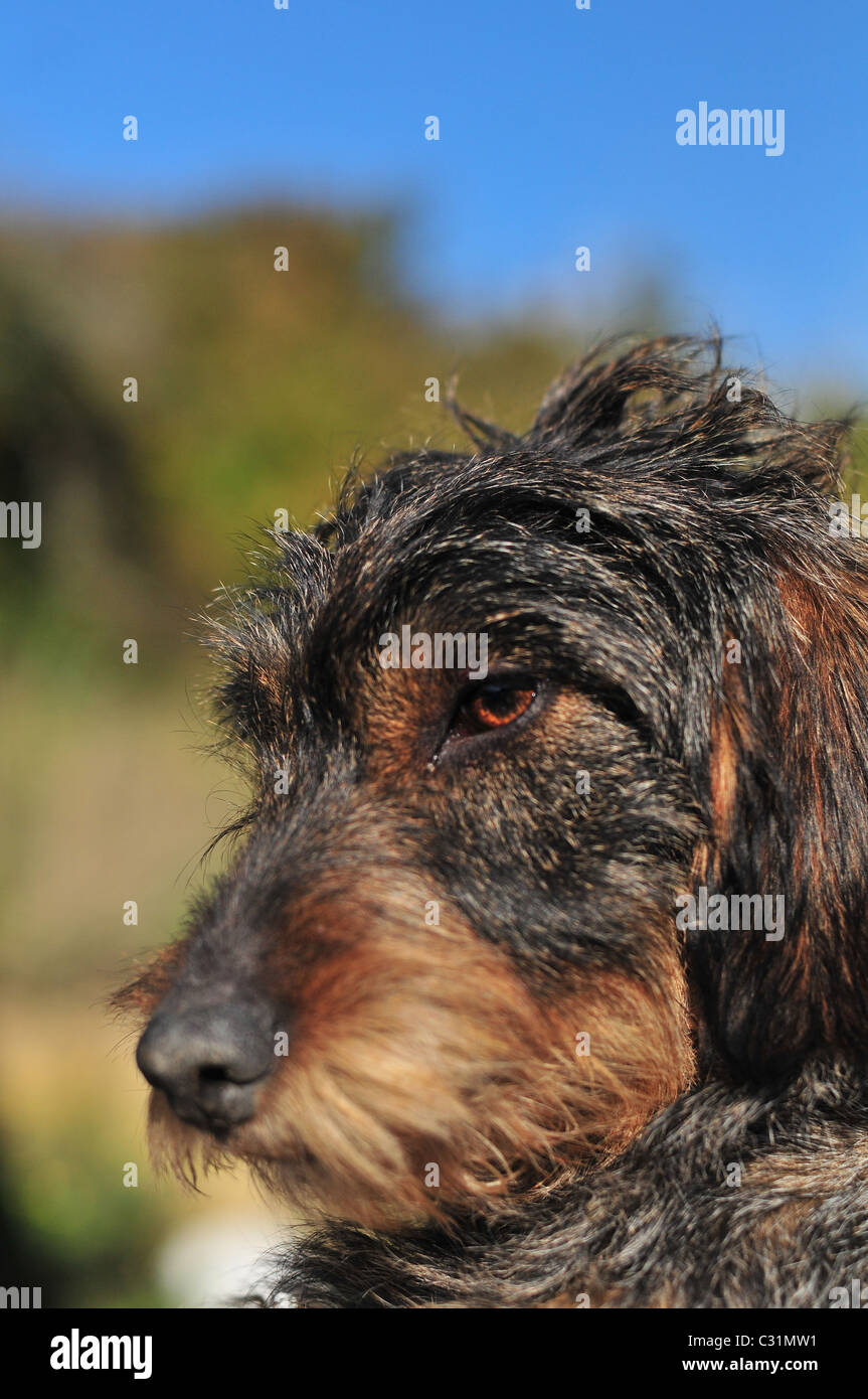 PORTRAIT OF A GUN DOG (DACHSHUND Stock Photo Alamy
