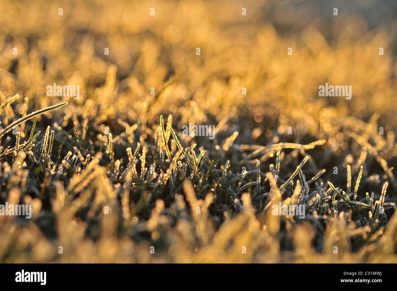 FROST-COVERED GRASS, SALT MEADOW ON THE EDGE OF A TIDAL POOL, BAY OF SOMME, SOMME (80), FRANCE Stock Photo