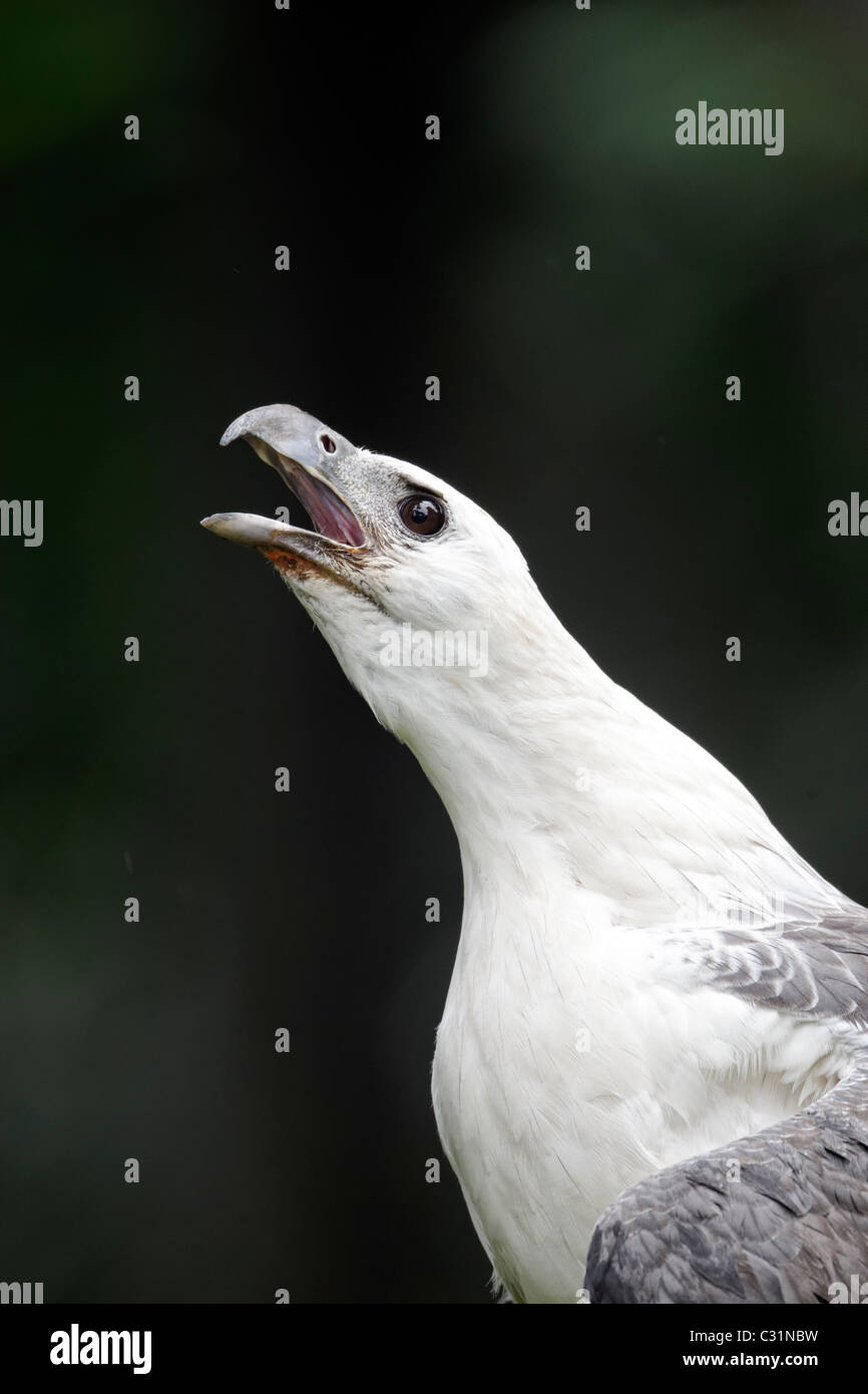 White-bellied sea-eagle, Haliaeetus leucogaster, single captive bird head shot calling, Indonesia, March 2011 Stock Photo