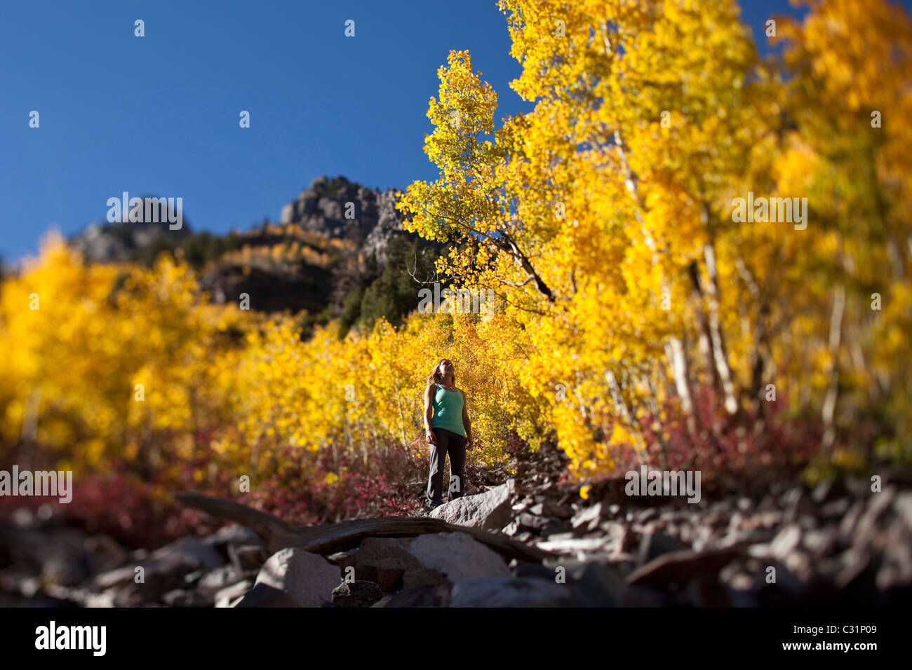 A young woman hiking stops to enjoy the amazing fall colors in Colorado. Stock Photo