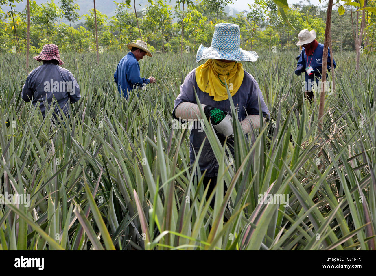 Floral induction hires stock photography and images Alamy