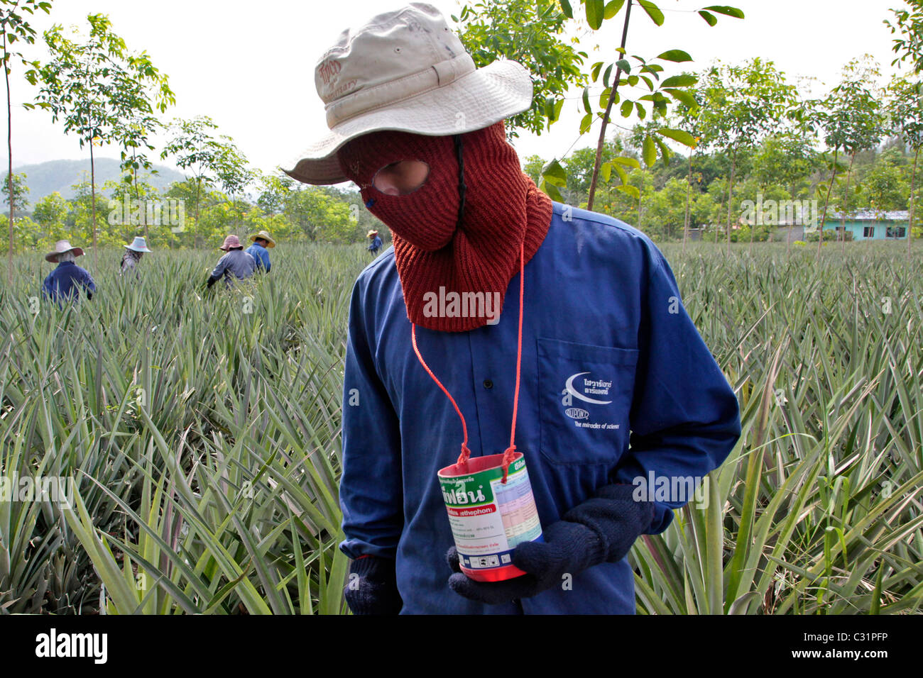 TREATING A PINEAPPLE CROP WITH A SULFURBASED FERTILIZER THAT