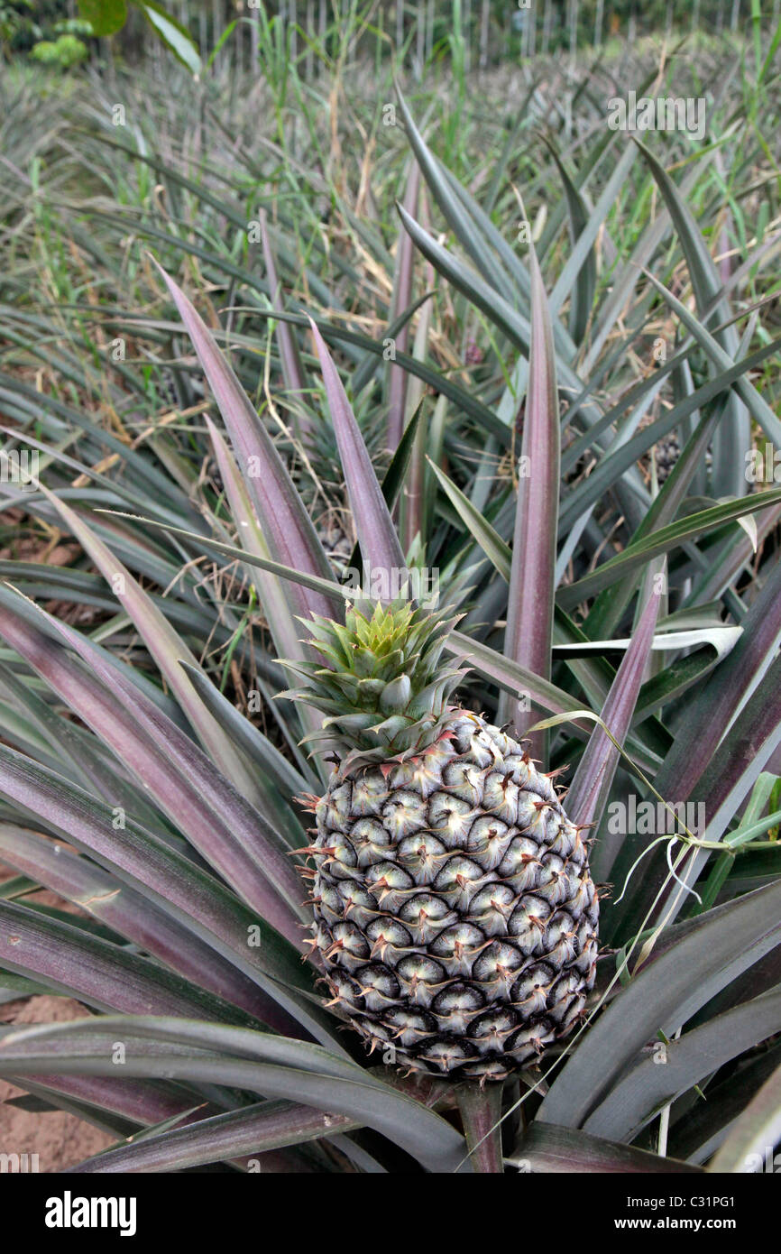 GROWING PINEAPPLES, FARMING IN THE REGION OF BEN SAPHAN, THAILAND, ASIA
