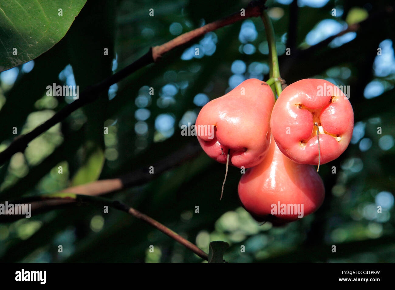 ROSE APPLES OR WATER APPLES, TROPICAL FRUIT GROWING ON THE SYZYGIUM JAMBOS TREE, THAILAND, ASIA Stock Photo