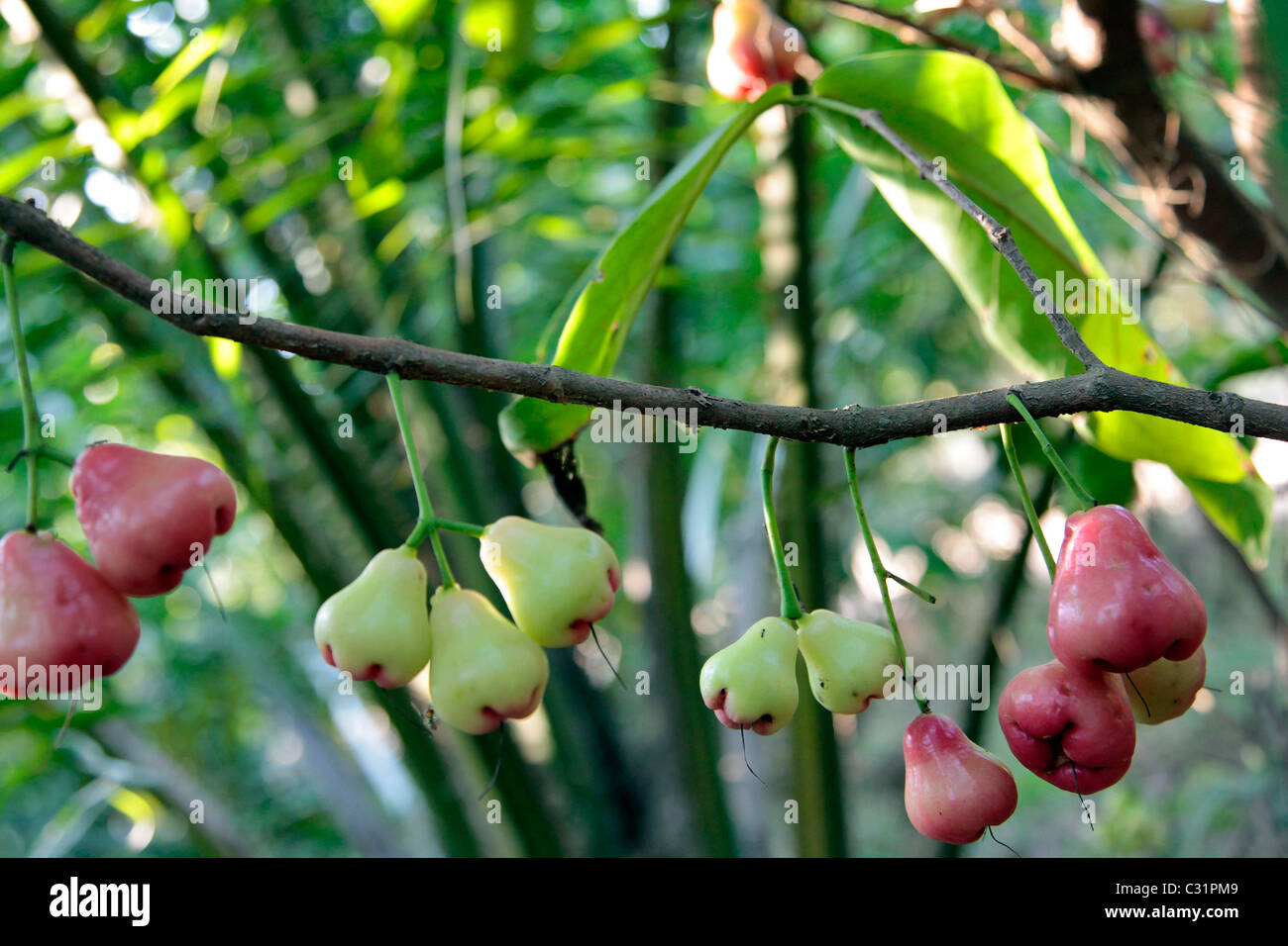 ROSE APPLES OR WATER APPLES, TROPICAL FRUIT GROWING ON THE SYZYGIUM JAMBOS TREE, THAILAND, ASIA Stock Photo