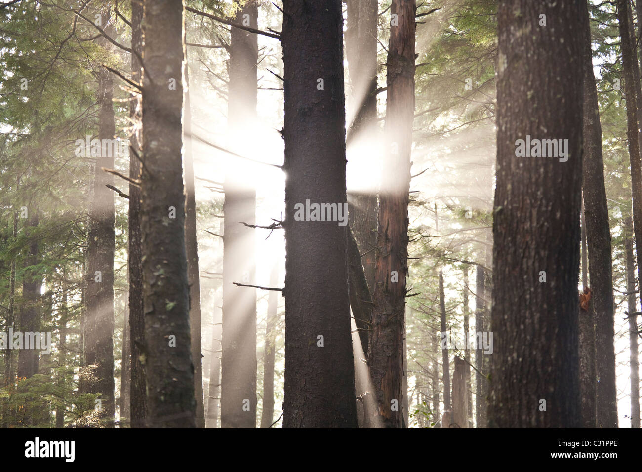 Bursts Stock Photos Bursts Stock Images Alamy - 